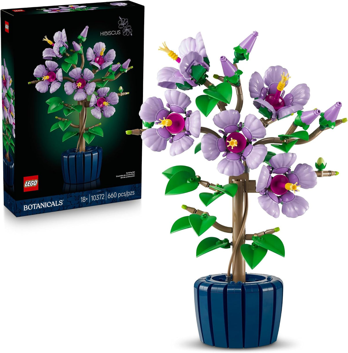 Hibiscus 10372