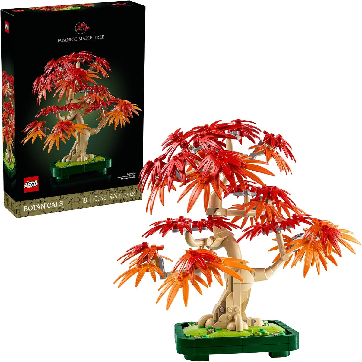Japanese Red Maple Bonsai Tree 10348
